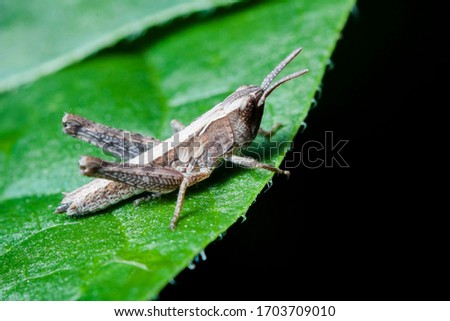 Macro photography, Insect on a leaf