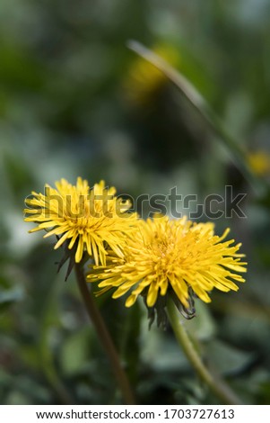 Green grass with yellow flowers dandelions