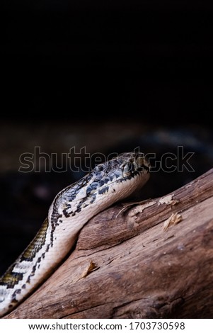 Portrait of a royal python snake on a wooden branch