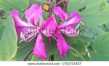 Phanera purpurea or Bauhinia or Camel's foot or Butterfly tree or Hawaiian orchid tree or Hong Kong Orchid Tree or Purple Bauhinia flower blooming on green leaf background. Water drop on petal.