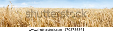 wheat field panorama picture with bright blue sky