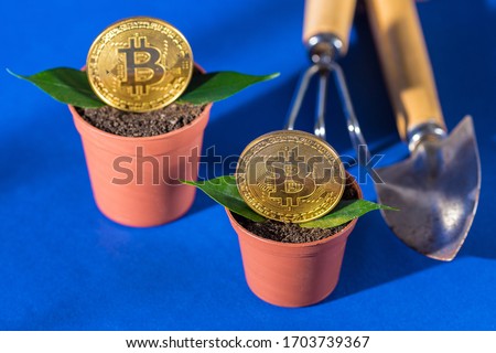 Sprout plant as a symbol of growth up bitcoin crypto currency in a pot. Copy space for text. Horizontal frame. Green leaves. Blue background and selective focus. Gardening Tools