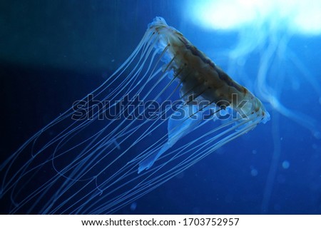 Transparent white jellyfish swimming in dark blue water, close up       