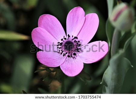 Fragile pink flower with large petals