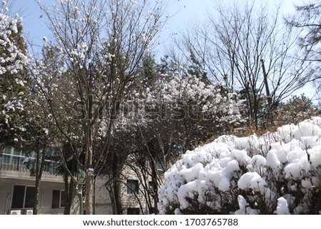 Snow-covered tree branch at sunny day