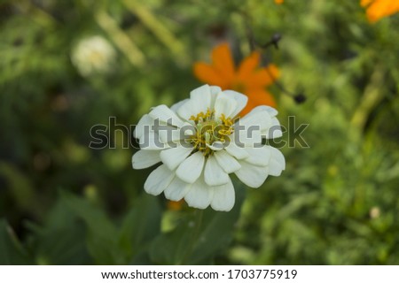 white flower photo on a blurry background.