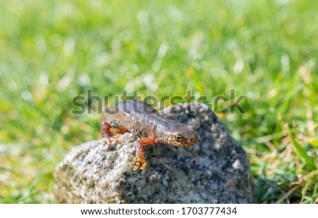 mountain newt sitting on rock
