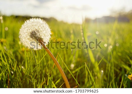 Close-up of fresh white dandelion plant glowing in bright sunlight on green pasture