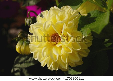Yellow flower Dahlia with green leaf background