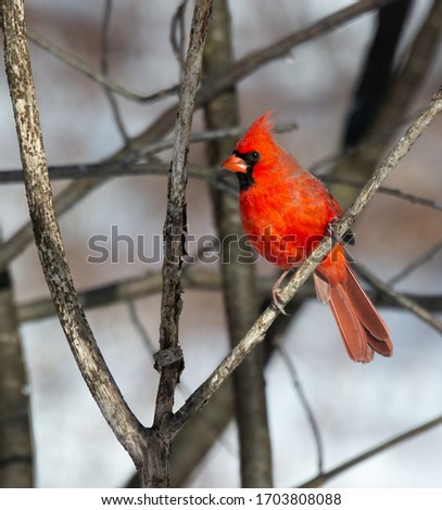 This is a picture of a male Cardinal perched in a tree branch.