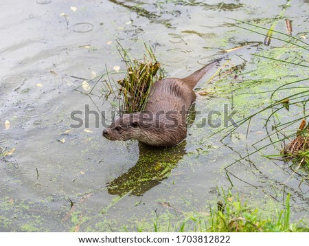 Eurasian otter (Lutra lutra) in water