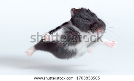 Flying Hamster isolated on the white background
