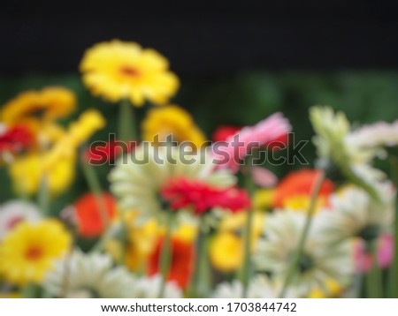 Burred picture of White and yellow Gerbera flowers in garden for background or wallpaper.