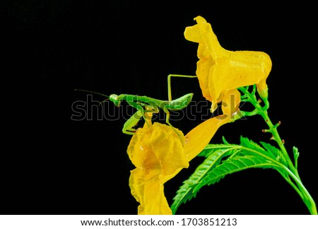 Grasshopper on a yellow wood flower - black background pattern