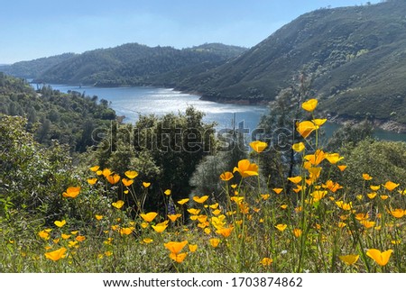 California Poppies near a Beautiful Lake