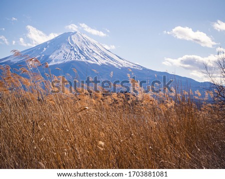 mountain fuji at kawaguchiko with Grass flowers.snow covered on top,japan. 
