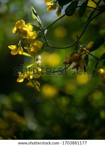 Yellow Flowers With Green Foliage and Highlights Coming Through Bushes on a Dark Background with Gorgeous Depth of Field