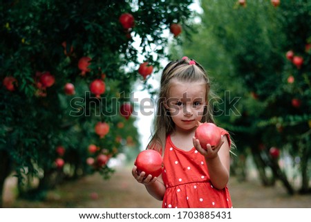 red pomegranate  orchard in Israel with happy girl in red dress. little kid, one child in the orchard pomegranate with big red two fruits in the hands, girl in the red dress with amazing smile