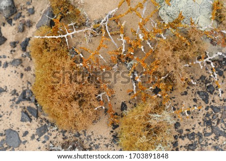 Yellow Lichen in the Namib desert with a beautiful textured background.