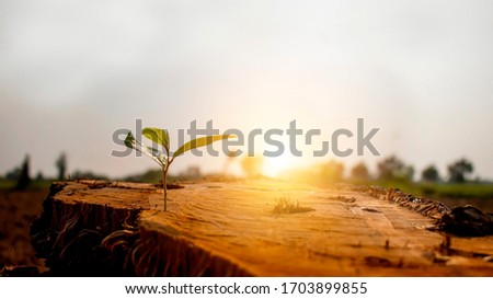 The saplings sprouting on the cut stump, including the rising sun, the concept of plant growth and the new beginning of the plant. Royalty-Free Stock Photo #1703899855