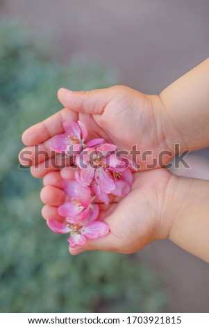 
baby hands with apple tree flowers