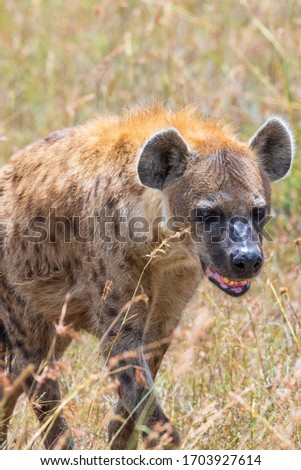 Close up at a walking Hyena on the savanna