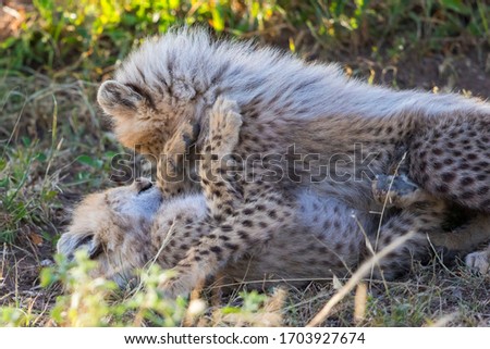 Playful Cheetah cubs are wrestling with each other