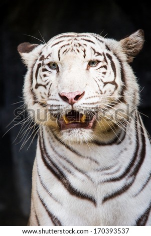 white tiger in thailand