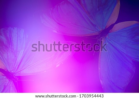 gradient colored background with highlights with wings of tropical butterflies