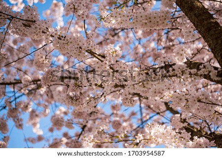 Cherry blossoms in Vancouver Canada
