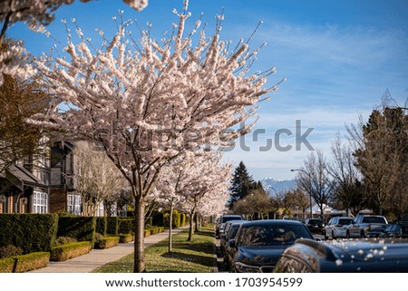Cherry blossoms in Vancouver Canada