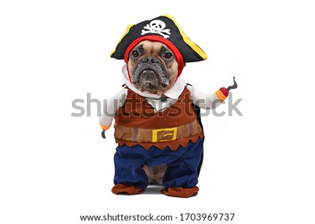 Funny French Bulldog dog dressed up with pirate Halloween fully body costume with hat and fake hook arm, isolated on white background