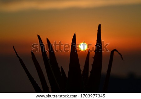 
Evening picture with the setting sun looking through an aloe vera plant