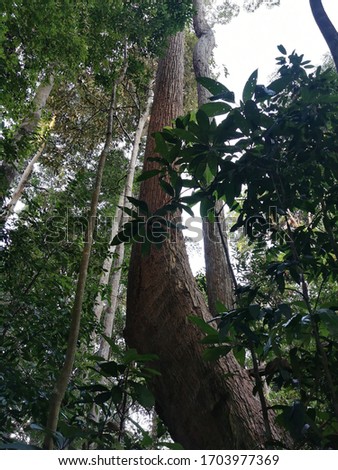Big trees along  hiking trail of Gunung Pulai 