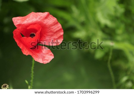 Red poppy closeup on a green background