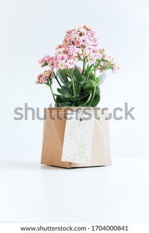 Flowers pot on white background. Flower and plants, original wooden paper pot. 