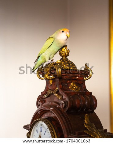 Female lovebirds perched on an old clock.