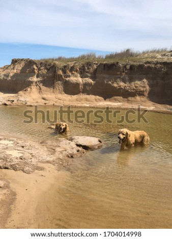 Golden retriever dogs bathing in a river. Blue skies in the background. Happy animals.