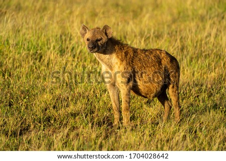 Spotted hyena stands in grass with catchlight