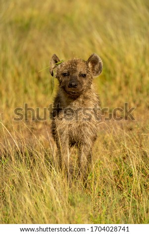 Spotted hyena cub stands in long grass