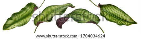 Calathea ornata leaves(Pin-stripe Calathea),Tropical foliage isolated on white background,with clipping path. Royalty-Free Stock Photo #1704034624