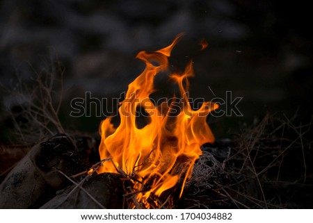 Bonfire in the forest. Flame of fire on black background. Fire close-up. Forest fires, burning trees. Firewood by the fireplace.