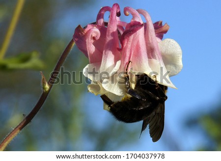 Bumblebee (Bombus) on a flower of columbine (Aquilegia)
