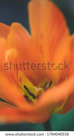 
orange tulip closeup in pastel colors and blurry background