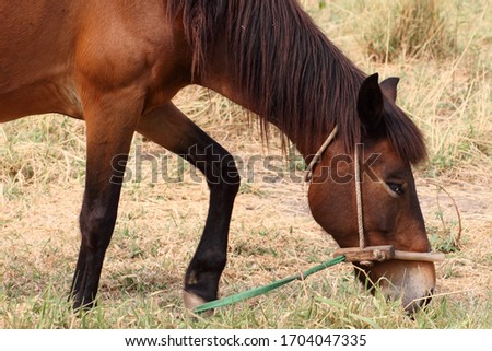 Horses are eating grass in a wide area