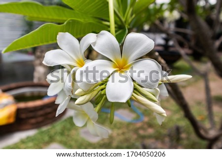 plumeria flower on the tree by blur and green leaves background.
