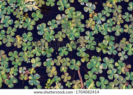 Pattern of the clover leaves 