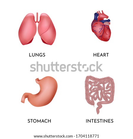 Human organs set with lungs, heart, stomach, intestines. Human organs anatomy