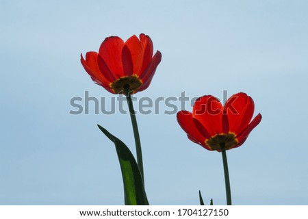 Open red tulips on blue sky background. Growing in the garden, the tall variety. Blue sky background. Tulips against blue sky. 