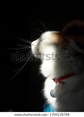 Cat's Side Profile In The Light (Misifu)